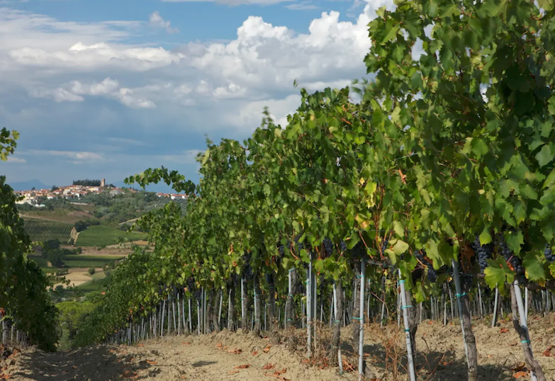 dalleVigne: il valore del vino dalleVigne: il valore del vino