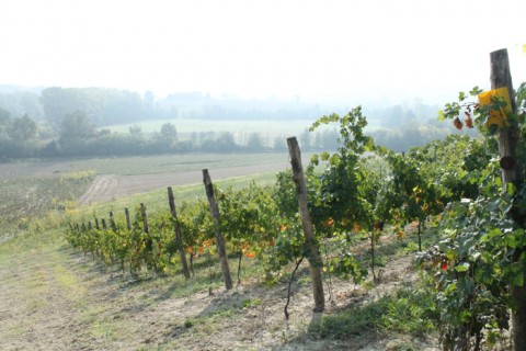 Le vigne dell'azienda MOntariolo Le vigne dell'azienda MOntariolo