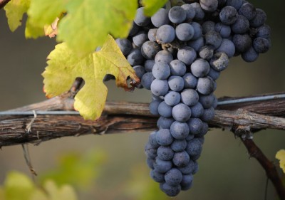 Il Nebbiolo in vigna Il Nebbiolo in vigna