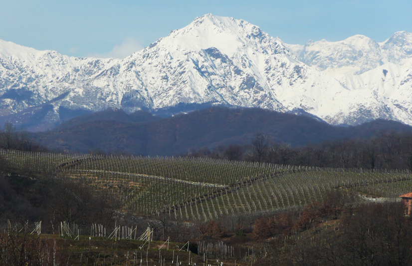 Le vigne del Nebbiolo Le vigne del Nebbiolo