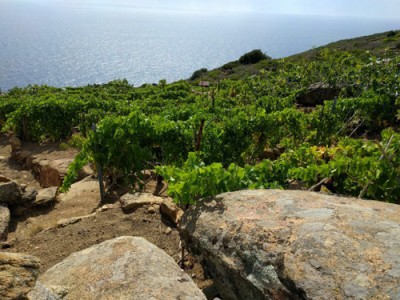 Le vigne dei Viticoltori Isola del Giglio Le vigne dei Viticoltori Isola del Giglio