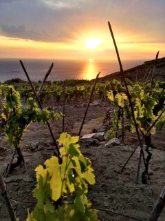 Le vigne dei Viticoltori Isola del Giglio