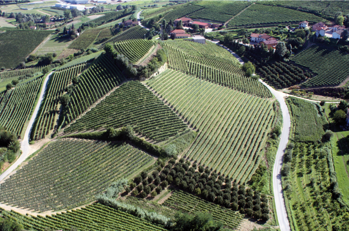 Panoramica dell'azienda Bric Castelvej Panoramica dell'azienda Bric Castelvej