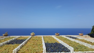 L'appassimento delle uve nelle Cantine Colosi L'appassimento delle uve nelle Cantine Colosi
