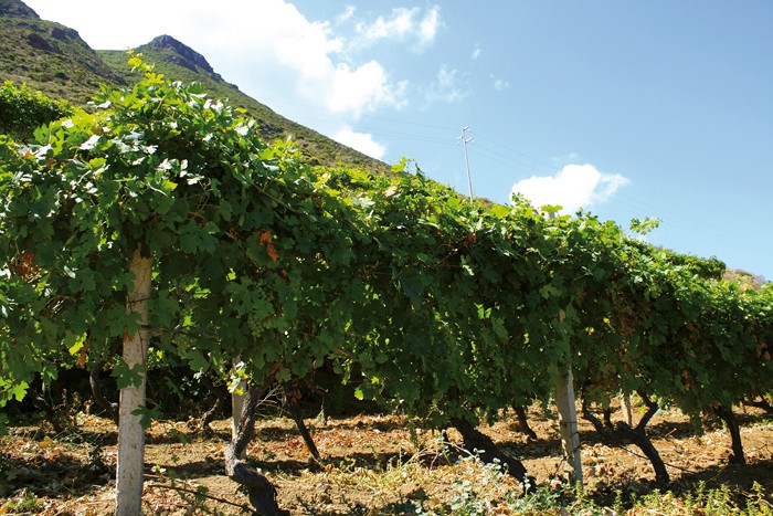 Le vigne delle Cantine Colosi Le vigne delle Cantine Colosi