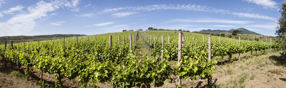 Le vigne di Cantine del Notaio Le vigne di Cantine del Notaio