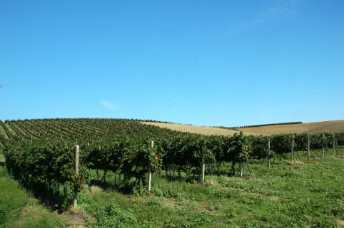 Le vigne della Tenuta Sant'Isidoro Le vigne della Tenuta Sant'Isidoro