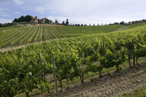 Le vigne di Castello di Meleto Le vigne di Castello di Meleto