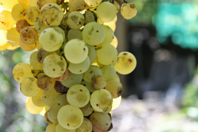 La Malvasia Puntinata La Malvasia Puntinata