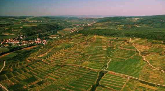 Le vigne di Klevener de Heiligenstein Le vigne di Klevener de Heiligenstein