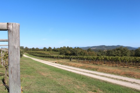 I vigneti dell'azienda Pomario I vigneti dell'azienda Pomario