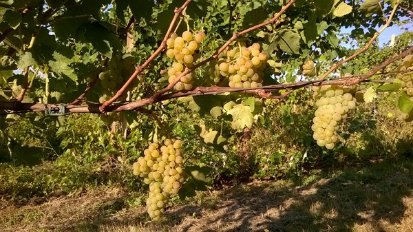 Le vigne delle Cantine Accadia Le vigne delle Cantine Accadia