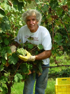 Angelo Accadia in vigna Angelo Accadia in vigna