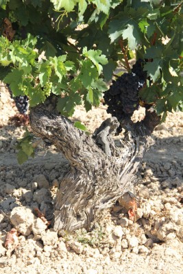 Pianta vitis vinifera ad alberello Pianta vitis vinifera ad alberello