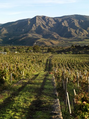 I vigneti di Palmento Costanzo I vigneti di Palmento Costanzo