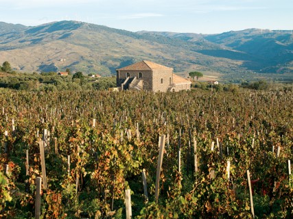 L'azienda Palmento Costanzo L'azienda Palmento Costanzo