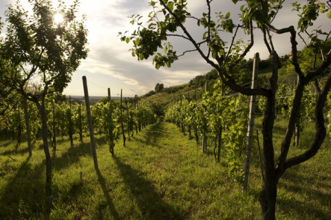 Le vigne dell'azienda Defilippi Fabbio - i Gessi Le vigne dell'azienda Defilippi Fabbio - i Gessi