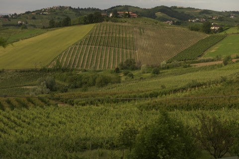 Le vigne dell'azienda Defilippi Fabbio - i Gessi Le vigne dell'azienda Defilippi Fabbio - i Gessi