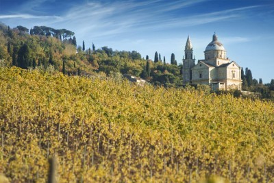 I vigneti dell'azienda Le Bertille I vigneti dell'azienda Le Bertille