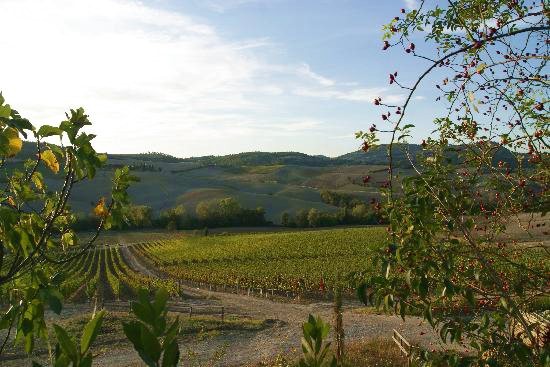 Le vigne dei poderi Le Bertille e Casella Le vigne dei poderi Le Bertille e Casella