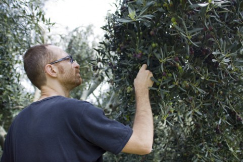 Cosmo di Russo tra i suoi oliveti Cosmo di Russo tra i suoi oliveti