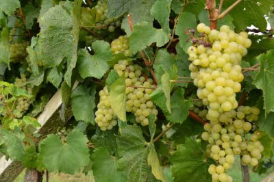 Erbamat, qualcosa di nuovo a nord - ovest Erbamat, qualcosa di nuovo a nord - ovest