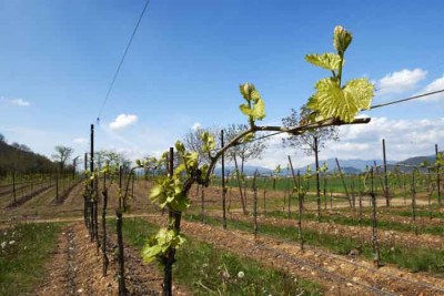 Erbamat, qualcosa di nuovo a nord - ovest Erbamat, qualcosa di nuovo a nord - ovest