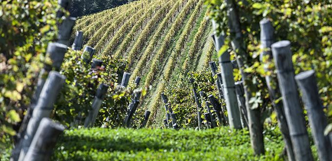 Le vigne di Gravner Le vigne di Gravner