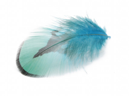 (Piume) (Piume)