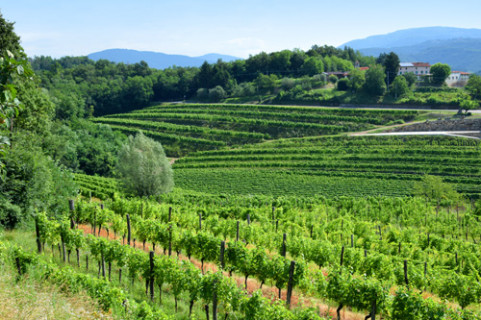 Zona di produzione dello Schioppettino, vitigno già coltivato in questa zona dal XIII secolo e conosciuto come Ribolla Nera (o Pocalza, in lingua slava) Zona di produzione dello Schioppettino, vitigno già coltivato in questa zona dal XIII secolo e conosciuto come Ribolla Nera (o Pocalza, in lingua slava)