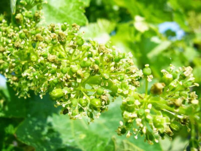 Gin? Sì, ma nato in vigna Gin? Sì, ma nato in vigna