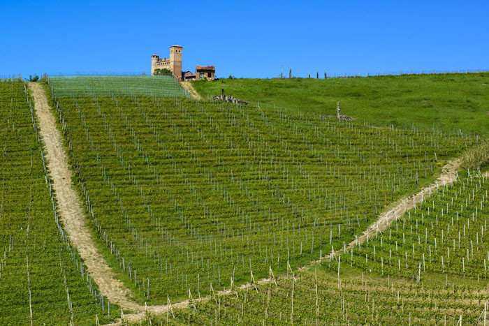Vigna Rionda di Serralunga d'Alba di Oddero Vigna Rionda di Serralunga d'Alba di Oddero