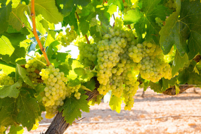 Si fa presto a dire Chardonnay! Si fa presto a dire Chardonnay!