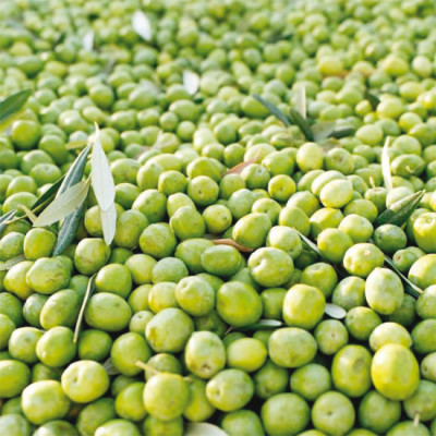 Bibenda Guida Olio, work in progress Bibenda Guida Olio, work in progress