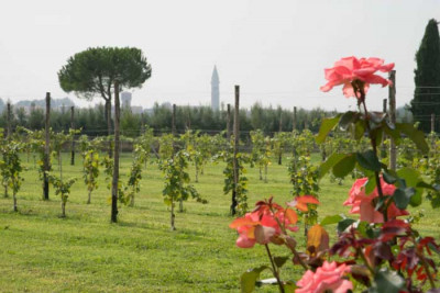 Antichi vigneti a Venezia Antichi vigneti a Venezia