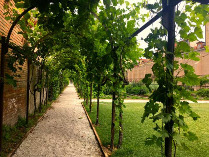 Antichi vigneti a Venezia Antichi vigneti a Venezia