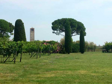 Antichi vigneti a Venezia Antichi vigneti a Venezia