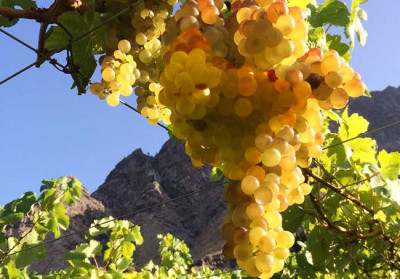 Vitigni sull’Oceano: Gran Canaria Vitigni sull’Oceano: Gran Canaria