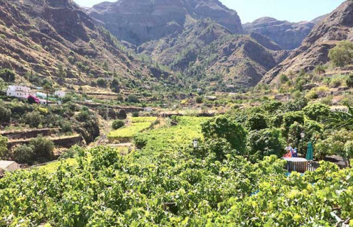 Vitigni sull’Oceano: Gran Canaria Vitigni sull’Oceano: Gran Canaria