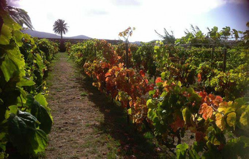 Vitigni sull’Oceano: Gran Canaria Vitigni sull’Oceano: Gran Canaria
