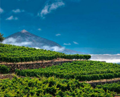 Tenerife e il vino / Sullo sfondo la “Panza de burro” cappa di nubi preziosa per i vigneti di Tenerife. Tenerife e il vino / Sullo sfondo la “Panza de burro” cappa di nubi preziosa per i vigneti di Tenerife.