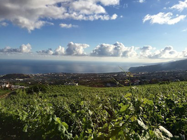 Tenerife e il vino / L’energia dell’Atlantico e del sole sui vitigni di altura. Tenerife e il vino / L’energia dell’Atlantico e del sole sui vitigni di altura.