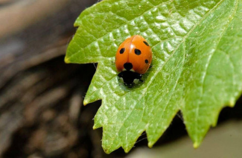 Difesa sostenibile della vite / ViticolturaSostenibileArchivioIASMA Difesa sostenibile della vite / ViticolturaSostenibileArchivioIASMA