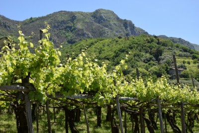 Tra gli antichi vitigni dei Monti Lattari Tra gli antichi vitigni dei Monti Lattari