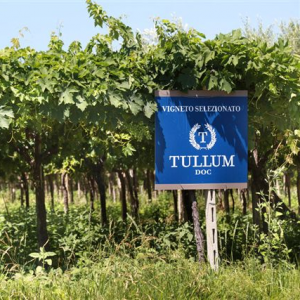 Feudo Antico: viaggio nella piccola Dop Tullum Feudo Antico: viaggio nella piccola Dop Tullum