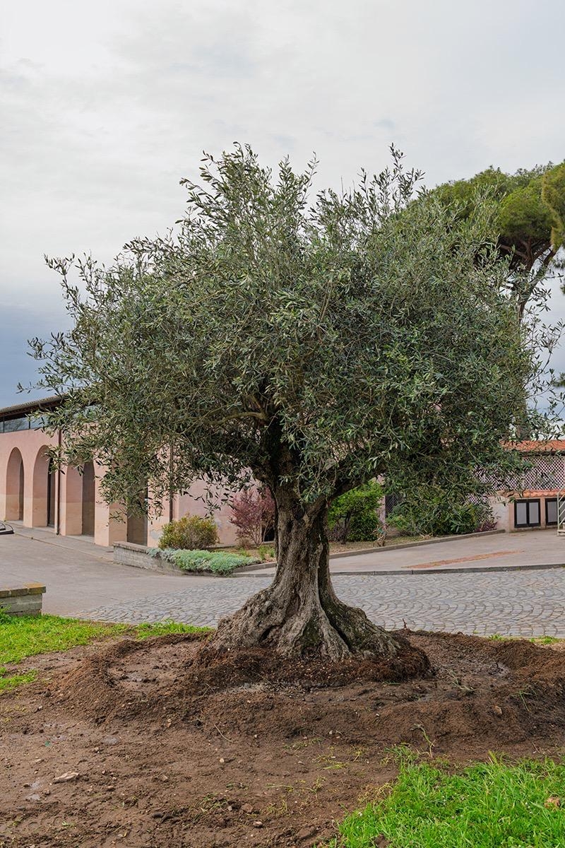 L'Olivo secolare del Presidente L'Olivo secolare del Presidente