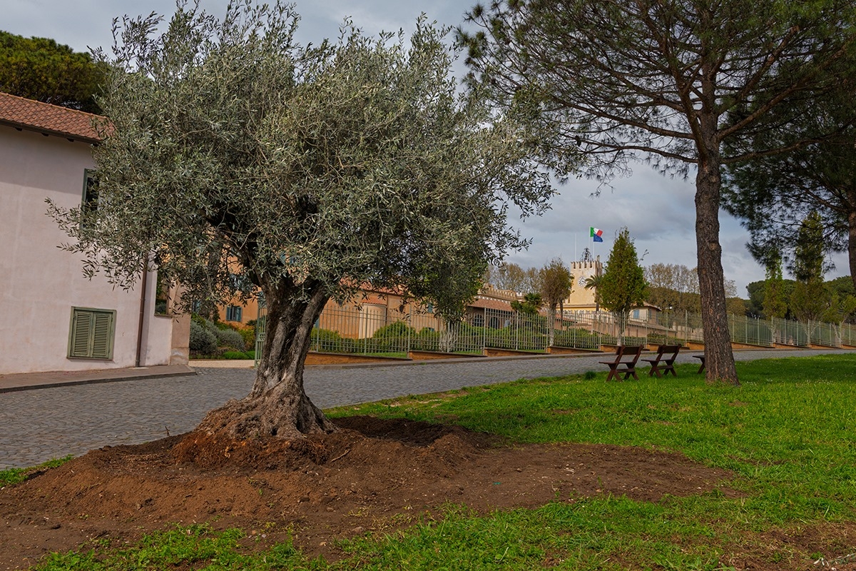L'Olivo secolare del Presidente L'Olivo secolare del Presidente