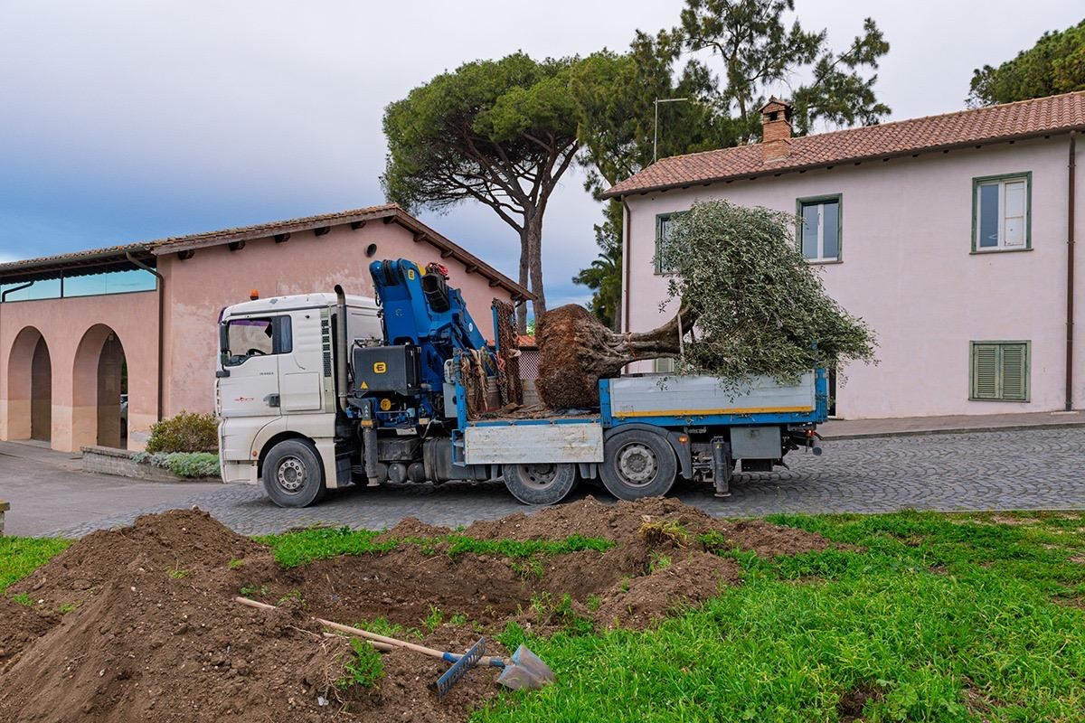 L'Olivo secolare del Presidente L'Olivo secolare del Presidente