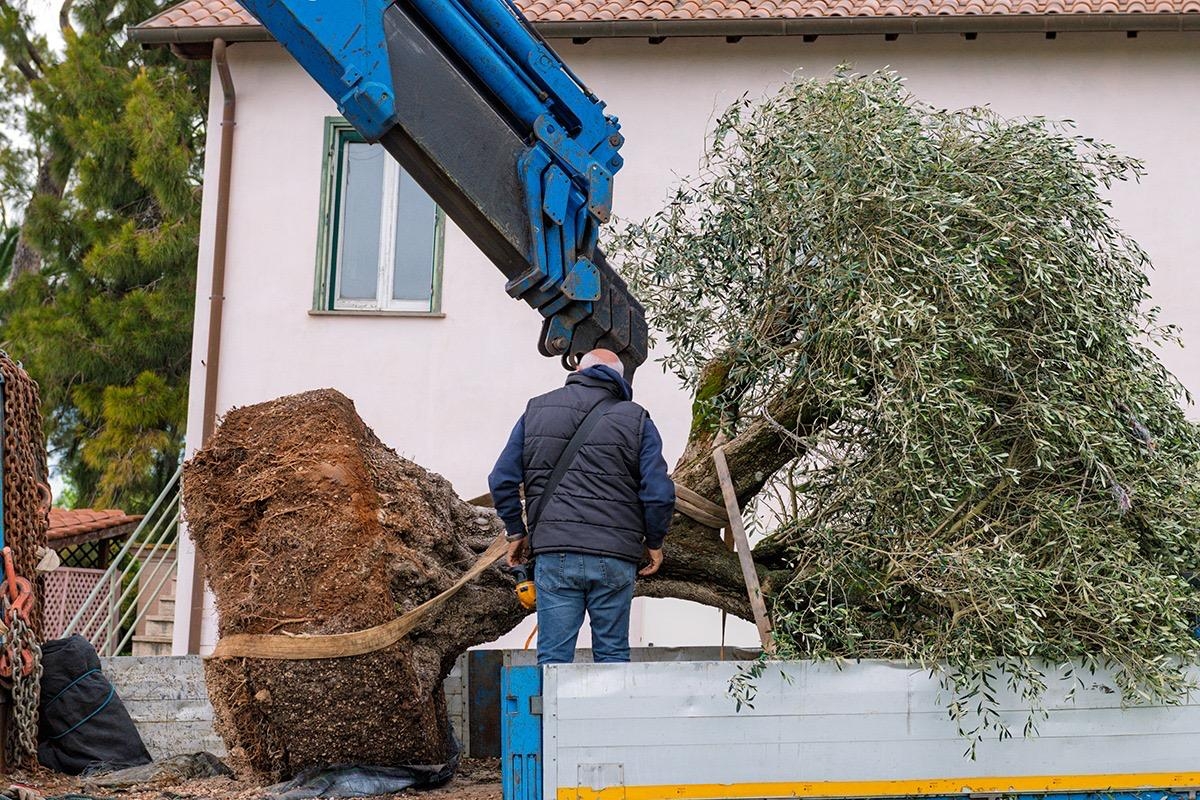 L'Olivo secolare del Presidente L'Olivo secolare del Presidente