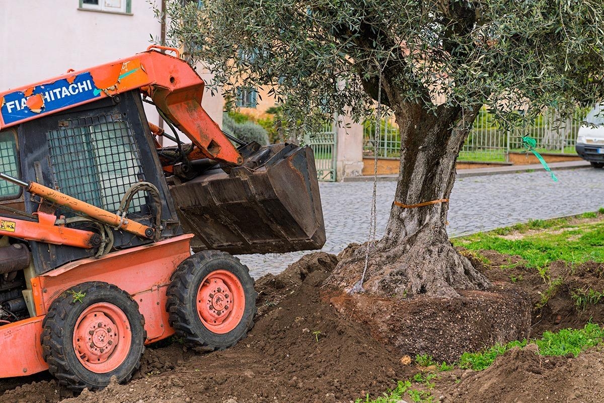 L'Olivo secolare del Presidente L'Olivo secolare del Presidente